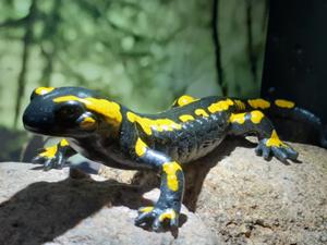 Nationalparkhaus Ilsenburg 2.jpg