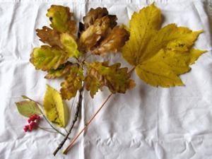 Rabenswald Oktober 2025 4.JPG