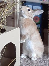 1 Sango Januar 2026.jpg