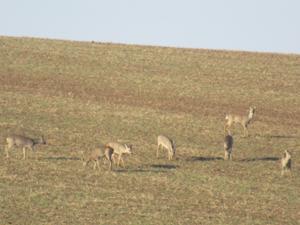 2 Rehe Hohe Schrecke Januar 2026.JPG