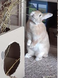 2 Sango Januar 2026.jpg