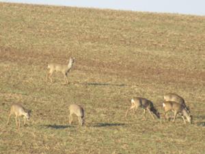 3 Rehe Hohe Schrecke Januar 2026.JPG