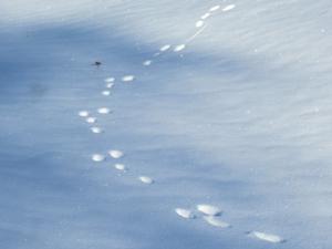 Hasenspur im Schnee.JPG