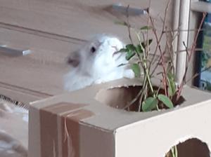 Merlin Januar 2026.jpg