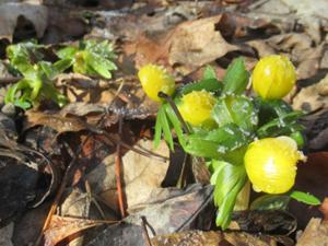 1 Winterlinge Rautal_Jena 2026.JPG