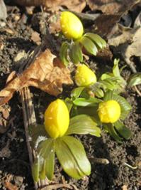 2 Winterlinge Rautal_Jena 2026.JPG