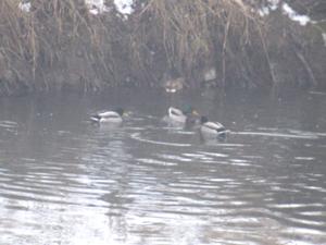 4 Unstrutrunde Sömmerda Februar 2026.JPG