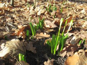 Märzenbecher Naturkundehain Closewitz 2026.JPG