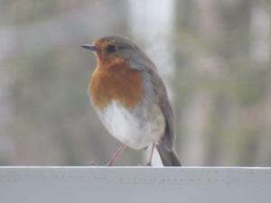 Rotkehlchen Februar 2026.JPG