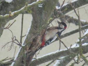 Specht vorm Balkon.JPG