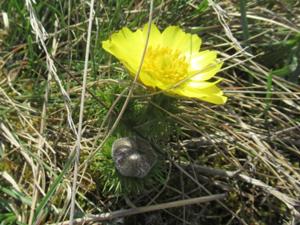 10 Harras Frühlingstour 2026 Adonisröschen.JPG