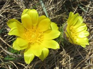 11 Harras Frühlingstour 2026 Adonisröschen.JPG