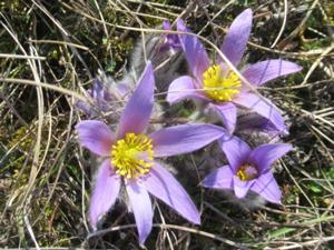 12 Harras Frühlingstour 2026 Küchenschelle.JPG