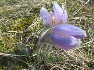 13 Harras Frühlingstour 2026 Küchenschelle.JPG