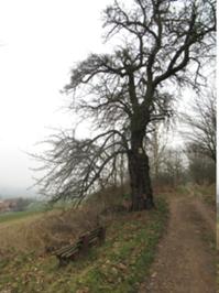 3 Langenroda März 2026.JPG