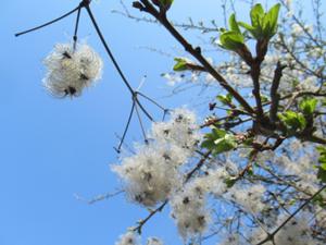 4 Harras Frühlingstour 2026 Waldrebe.JPG