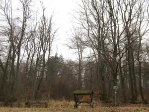 4 Langenroda März 2026.JPG