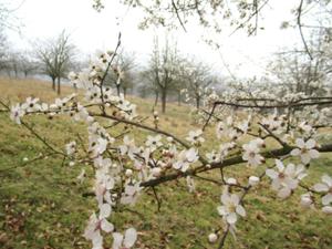 5 Langenroda März 2026.JPG