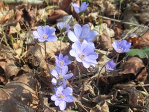 6 Harras Frühlingstour 2026 Leberblümchen.JPG
