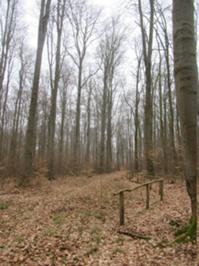 6 Langenroda März 2026.JPG