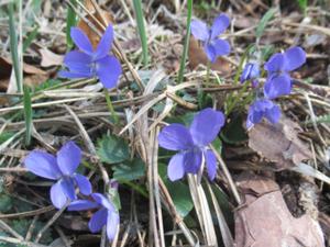 7 Harras Frühlingstour 2026 Veilchen.JPG