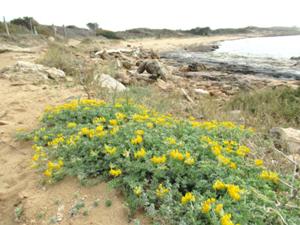 Colonia Sant Jordi 10.JPG