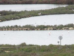 Flamingos Salinen von Es Trenc 1.JPG