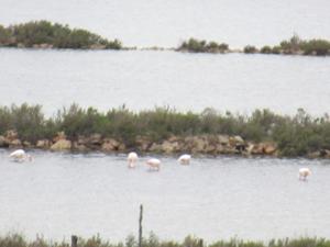 Flamingos Salinen von Es Trenc 2.JPG