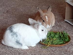 Frühlingsgrün 1.jpg