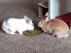 Frühlingsgrün 2.jpg