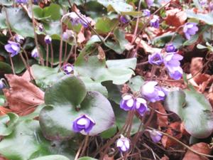Heimkehle Leberblümchen.JPG
