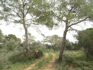 Pinienwald Ses Arenes.JPG