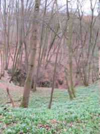 Reesbergdoline 2.JPG