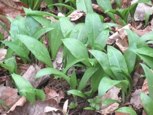 Reesbergdoline Bärlauch.JPG