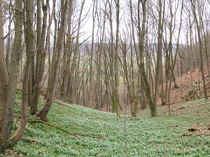 Reesbergdoline Märzenbecher 2.JPG