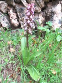 Riesenknabenkraut 2.JPG