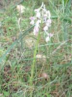 Southern early_purple orchid.JPG