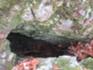 Spaltenhöhle am Karstwanderweg.JPG