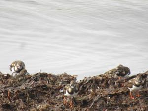 Versteckte Vögel.JPG