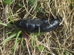 Ölkäfer am Enzialwiesenweg April 2026.JPG