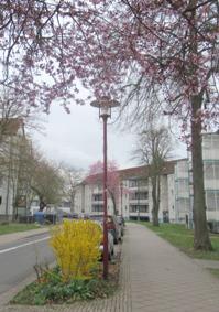 1Kirschpflaume Sömmerda April 2026.JPG