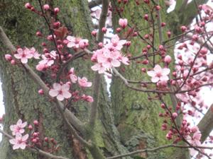 2Kirschpflaume Sömmerda April 2026 1.JPG