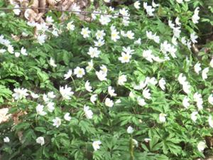 4 Schmücke bei Heldrungen April 2026.JPG