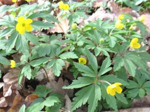 5 Schmücke bei Heldrungen April 2026.JPG