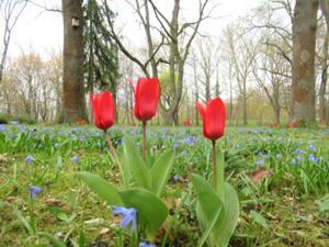 Blausterne Stadtpark Sömmerda 2026.JPG