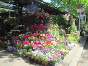 Blumenmarkt CiteInsel Paris 2026.JPG