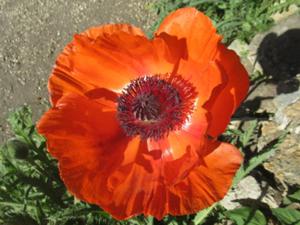 Botanischer Garten Paris 2 2026.JPG