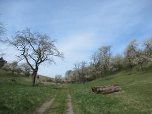 Enzianwiesenweg April 2026.JPG