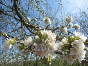 Kirschblüten über Reinsdorf bei Artern April 2026.JPG