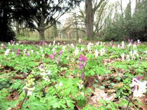 Lerchensporn Stadtpark Sömmerda 2026.JPG